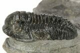 Detailed Gerastos Trilobite Fossil - Morocco #226611-2